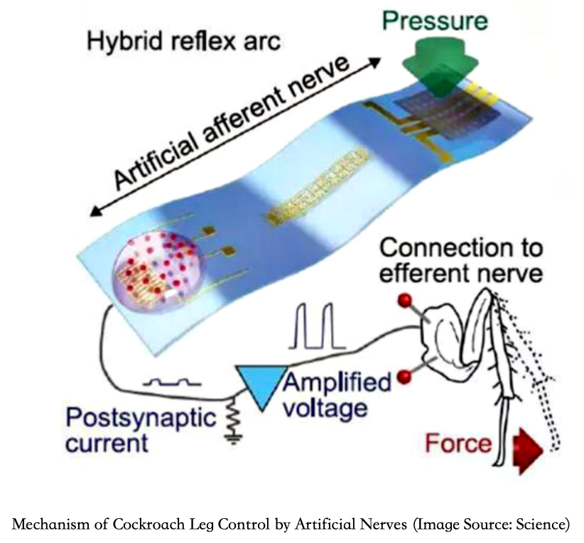 Innovations in Flexible Electronics and the Prospects of Electronic Skin in Humanoid Robots